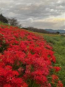 1008開花状況　下流