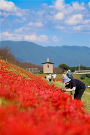 1005開花状況