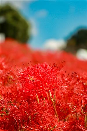 1005開花状況