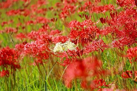 1005開花状況